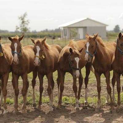 Eight clones of Virolita, one of the most valuable polo mares of her generation, produced by the Argentine laboratory Kheiron Biotech in 2016. This was one of the first successful cases of multiple cloning of a high-performance horse.