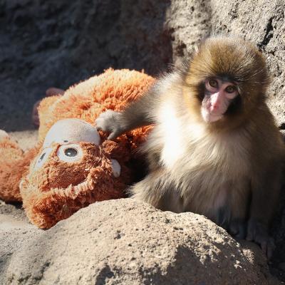 Punch, a male macaque monkey, spending time with a stuffed orangutan toy at Ichikawa City Zoo and Botanical Gardens in Chiba Prefecture, Japan.