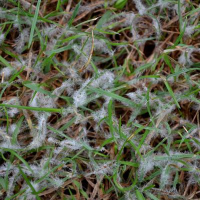Snow mold forms on lawn grass.