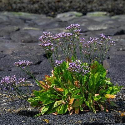 Common sea-lavender (scientific name: Limonium vulgare) in a dike along the North Sea coast in Zeeland, Netherlands. 