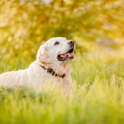 A Labrador Retriever dog resting in the grass on a summer day. 