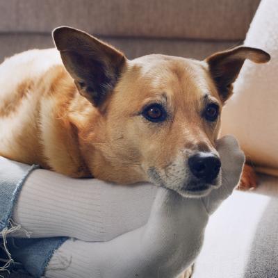 A dog relaxing by the feet of its owner on a sofa.