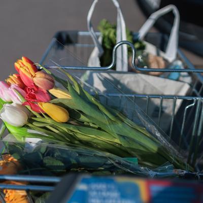 Fresh colorful tulips in a shopping cart.