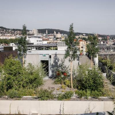 A rooftop with greenery in an urban neighborhood. 