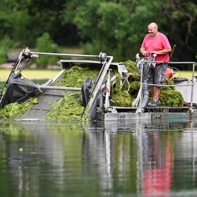 A coxswain in a mowing boat cutting hornwort plants in Max-Eyth lake, Stuttgart, Germany.