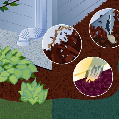 An illustration and focused shots of mulch and house pests.