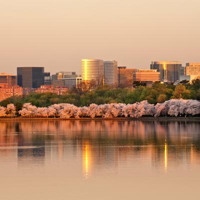 A sunrise view of a row of cherry blossom trees and the Rosslyn skyline reflected in the Tidal Basin in Virginia.