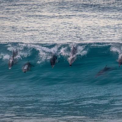 A group of common bottle-nosed dolphins (tursiops truncatus) seen surfing in waves near Esperance in Western Australia.