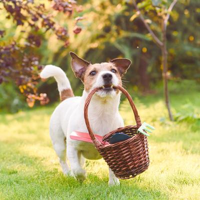 A small dog carrying a basket in the yard full of garden tools.