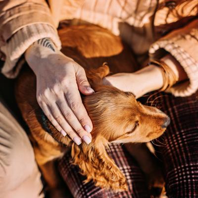 A dog rests on its owner's lap as they pet its head.