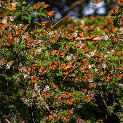 Migrating monarch butterflies on a pine tree. 