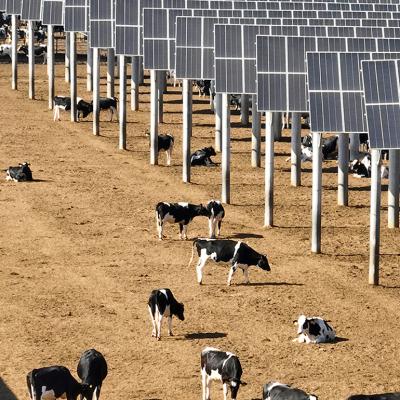 Cows seen grazing near solar panels at Ningxia Saishang Muyuan Animal Husbandry Ecological Breeding Enterprise in China.