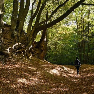 A solo hiker along the 'Roman Bath' trail in Bakonynána, Hungary.