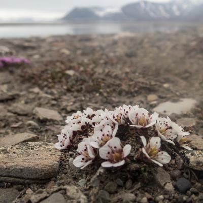 White and pink flowers on a barren rocky shore in Longyearbyen, Svalbard, Norway.