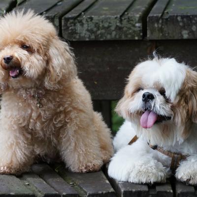 A toy poodle and shih tzu dog.