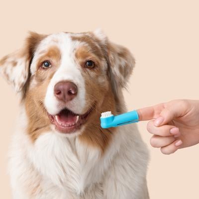 An Australian Shepherd dog and a silicone pet finger toothbrush on its owners' hand.