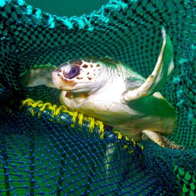 A turtle escapes from a net via a turtle excluder device. The contraptions direct the creatures to an opening without letting shrimp — the target catch — get away.