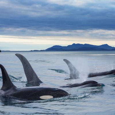 A group of orcas in Alaska.