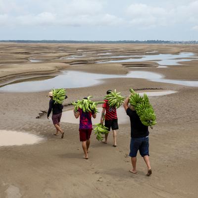 Aerial view of riverbank dwellers carrying banana produce over the dry Solimoes riverbed in the Pesqueiro community in Manacapuru, Amazonas state in northern Brazil.