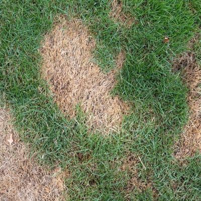 A lawn grass with brown patchy spots.
