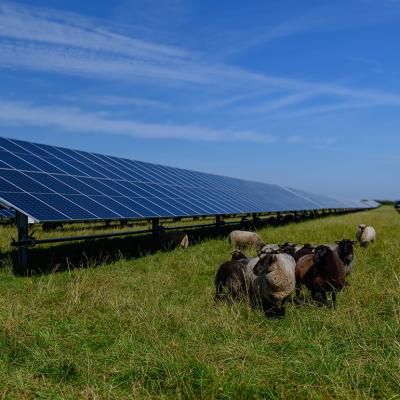 Sheeps standing next to a field of solar panels an windmill in the distance depicting the agrivoltaics concept that involves the shared use of land for solar parks and sheep grazing. 