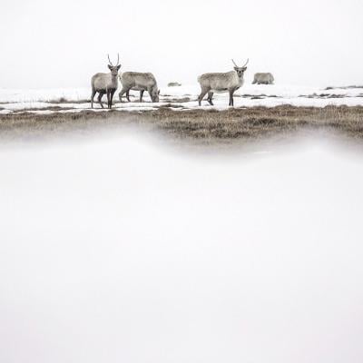 A caribou seen at Teshekpuk Lake in North Slope Borough, Alaska, USA.