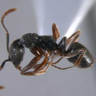 Close up view of an Asian Needle Ant worker on a gray background.