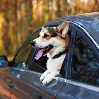 A corgi dog peeking out of a car window.