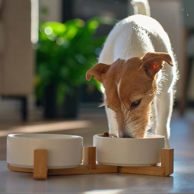 A small Jack Russell Terrier dog enjoying its meal from a ceramic dog bowl. 