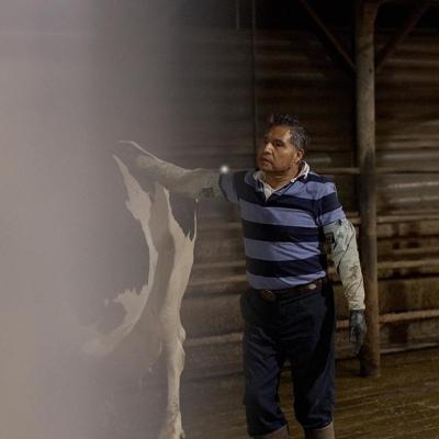 Hilario, a dairy worker, who is seen guiding cows onto the milking area in a dairy farm in Vermont, USA.