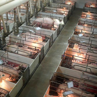 An indoor pig farm with farrowing crates holding sows or mother pigs after giving birth.