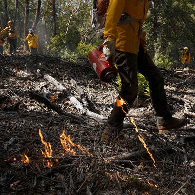 A Prescribed Burn Association (PBA) member uses a drip torch to ignite a controlled burn at the Pacific Union College Forest on May 15, 2025 in Angwin, California..
