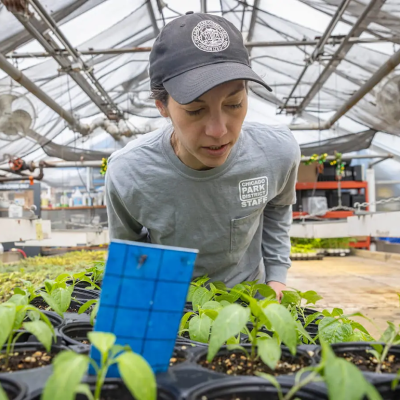 Chicago Park District Staffer wearing a cap and grey long-sleeve t-shirt checks on a tray of young plants inside a greenhouse.