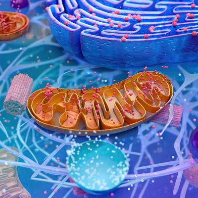 An illustration showing a mitochondrion in the center. 