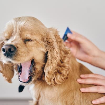 A small dog being treated with parasite medication.