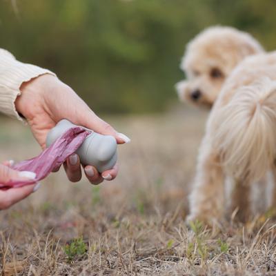 Owner picking up their maltipoo dog's poop with plastic bag.