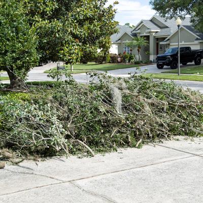 Trimmings of trees on the side of a residential street for waste pickup. 