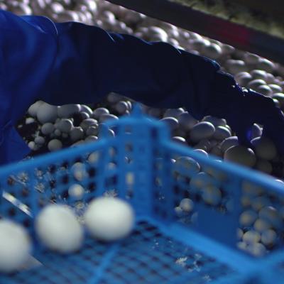 A person wearing a rubber glove to pick up fresh champignons into containers in a mushroom growing plant.