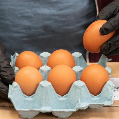 Gloved hands inspecting a half dozen eggs