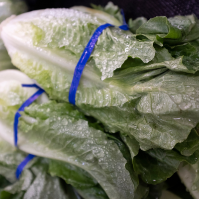 A close up of romaine lettuce.