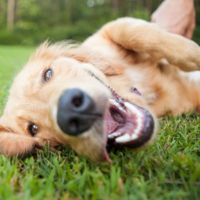 Yellow lab rolling around in the grass with its tongue out.