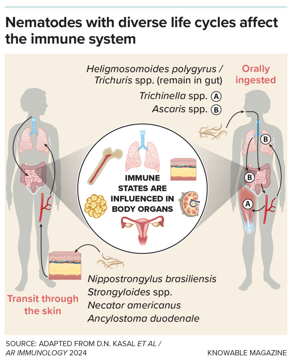 Illustration of nematodes can affect body organs and the immune system in myriad ways.