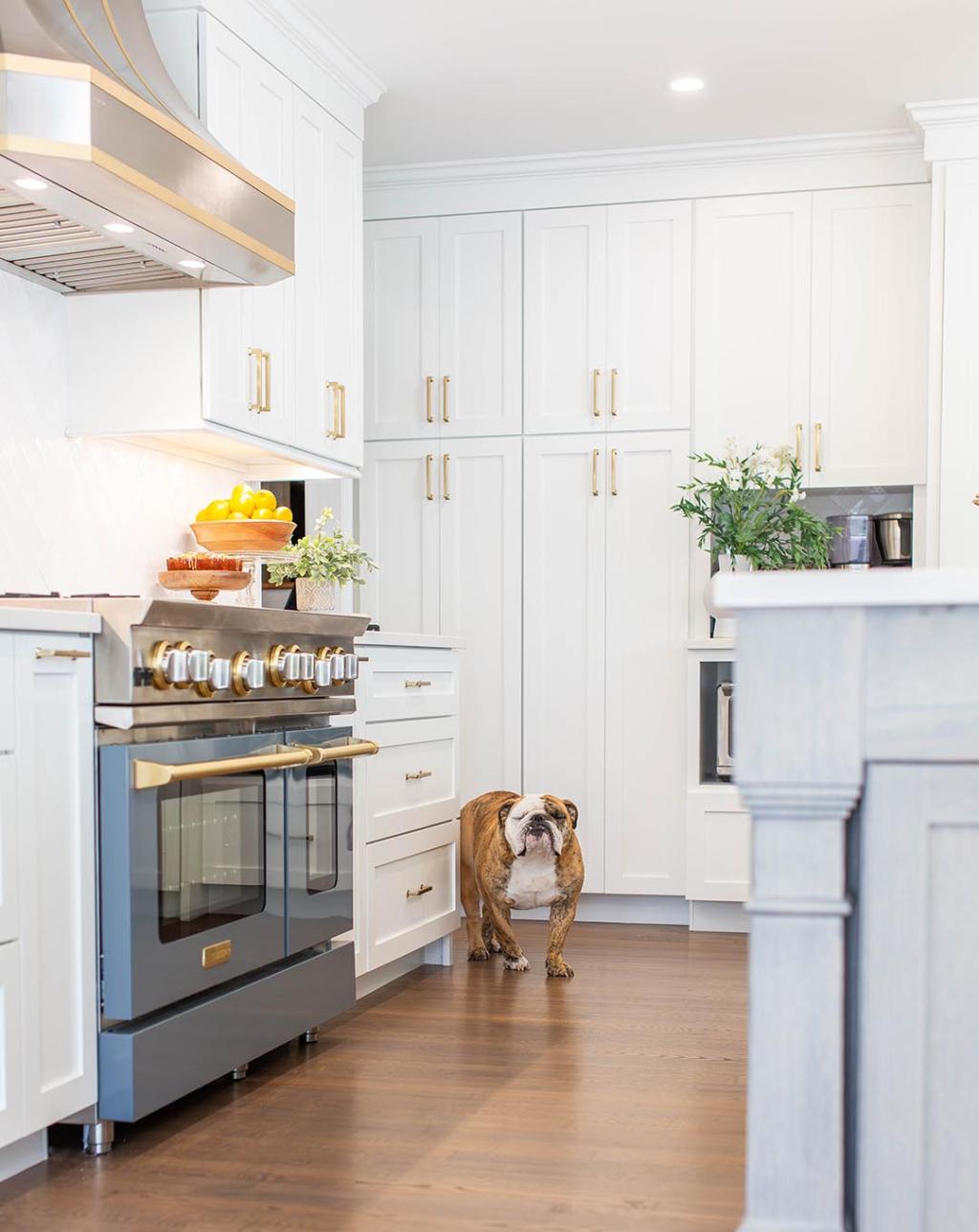 English bulldog standing next to a set of built in drawers in kitchen with gold hardware.