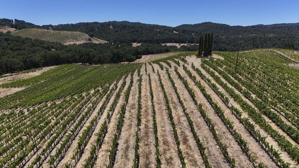 An aerial view of rows of grape vines at Tablas Creek Vineyard in Paso Robles on July 30, 2025. 