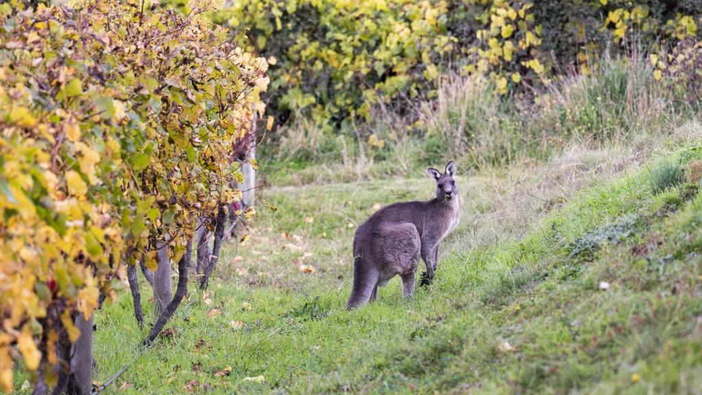 An eastern grey kangaroo in a field.