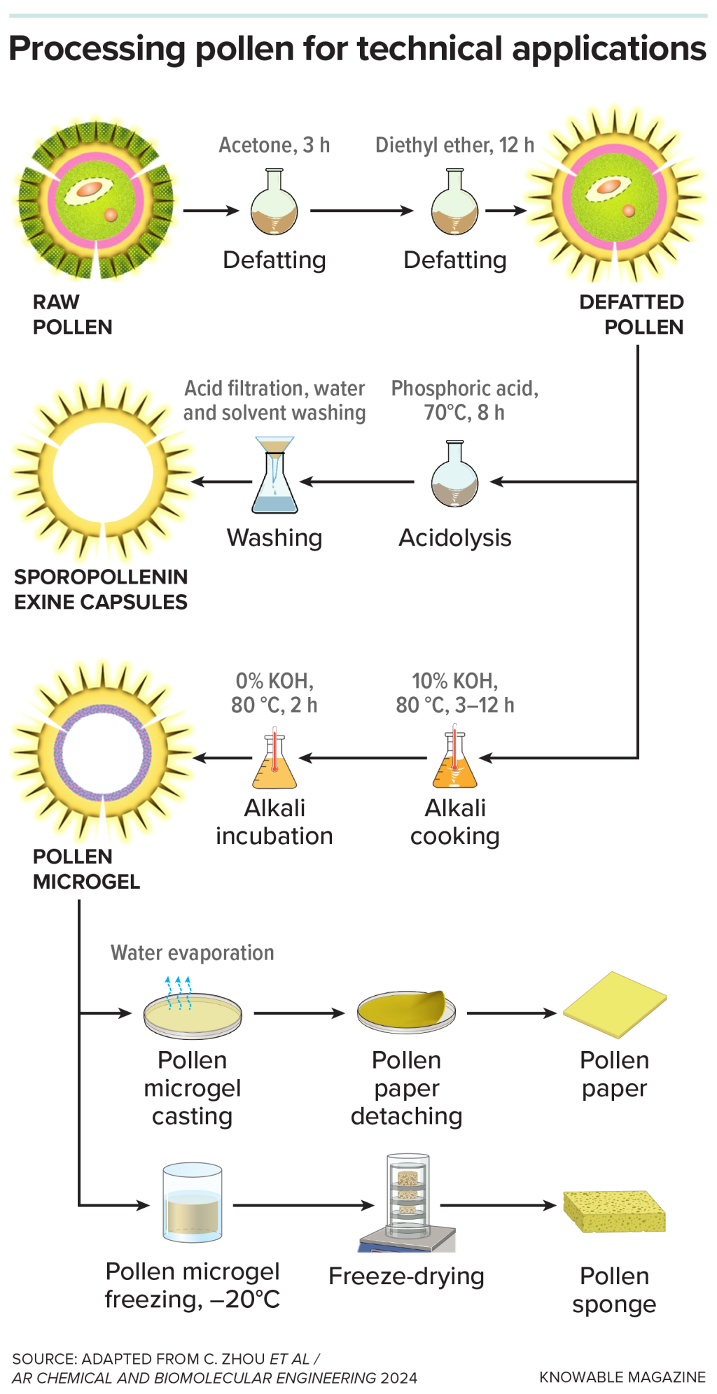 Infographic showing pollen processing for technical applications; first pollen grains are first stripped of their allergy-inducing sticky coating, in a process called defatting, then treated with acid, they form hollow sporopollenin capsules that can be used to deliver drugs. If treated instead with an alkaline solution, the defatted pollen grains are transformed into a soft microgel that can be used to make thin films, paper and sponges.