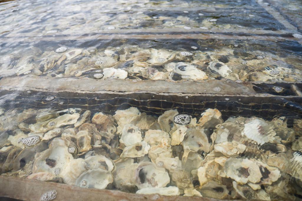 Close-up of baby oysters, called spat, attached to shells.