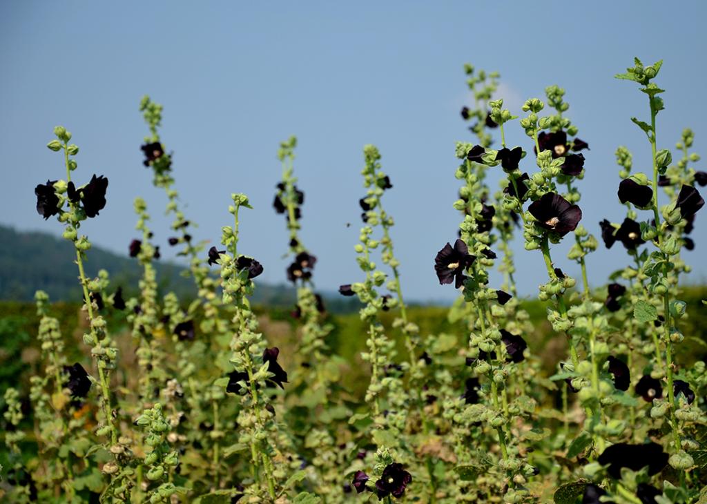A field of alcea rosea also known as the 'Blacknight' flower.