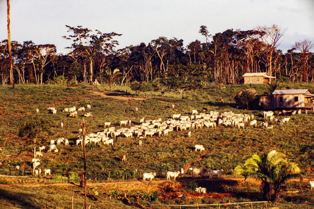 Amazon deforestation for cattle ranching illustrated by a newly cleared pasture dotted with white cattle against a backdrop of intact yet threatened rainforest. The formation of this new estate reflects the escalating transformation of primary forest into grazing landdriven by agribusiness demand and land-use policiesand raises urgent concerns over biodiversity loss, carbon emissions, and the future of Amazon conservation. 