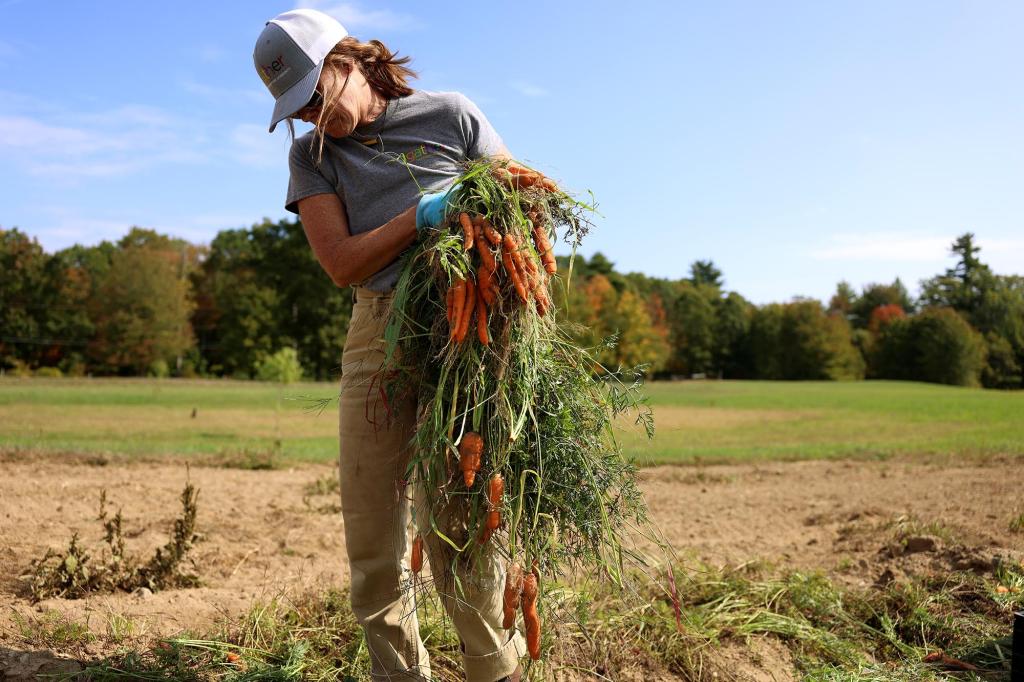 llison Bussiere, food systems coordinator for Gather, picks up a bunch of carrots that are too ugly to sell so that she can glean them.